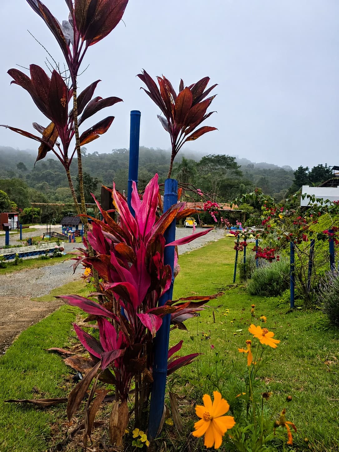 Jardim colorido com plantas tropicais e flores